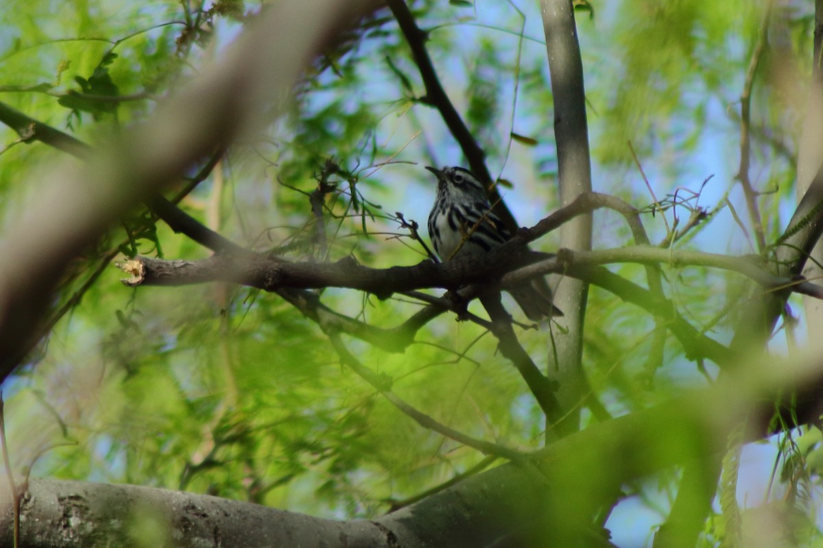 Black-and-white Warbler - ML549472761
