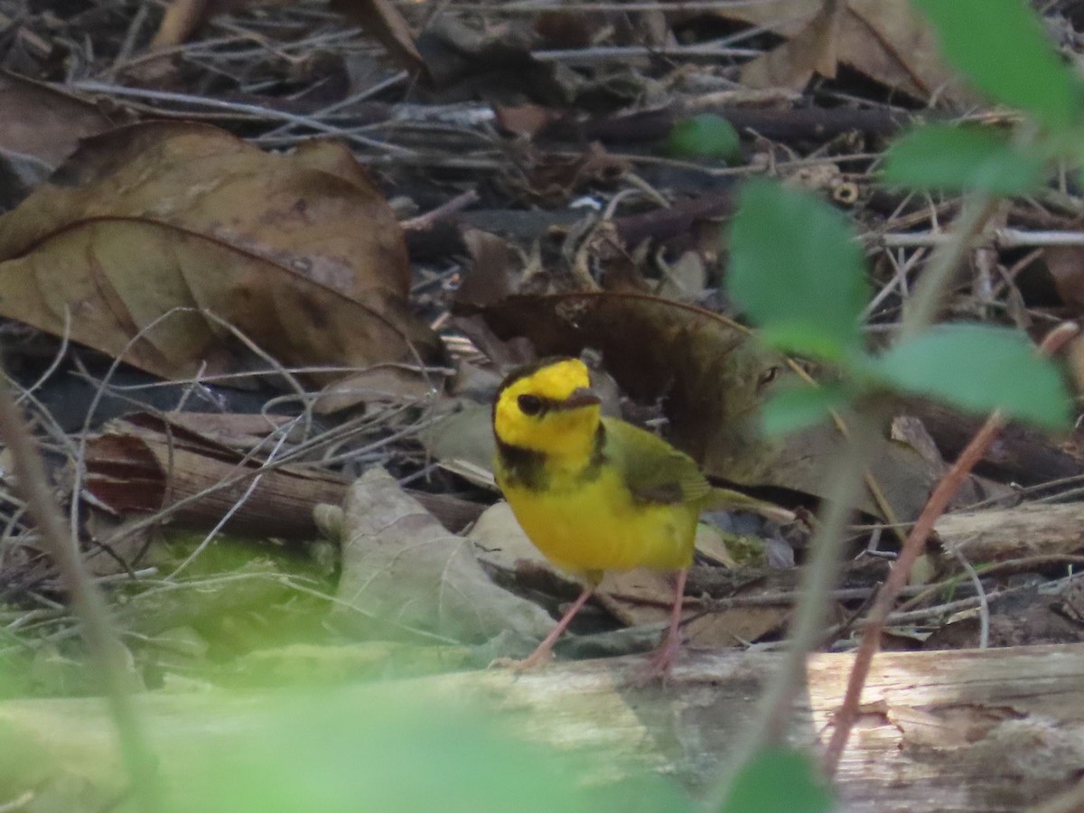 Hooded Warbler - ML549473161