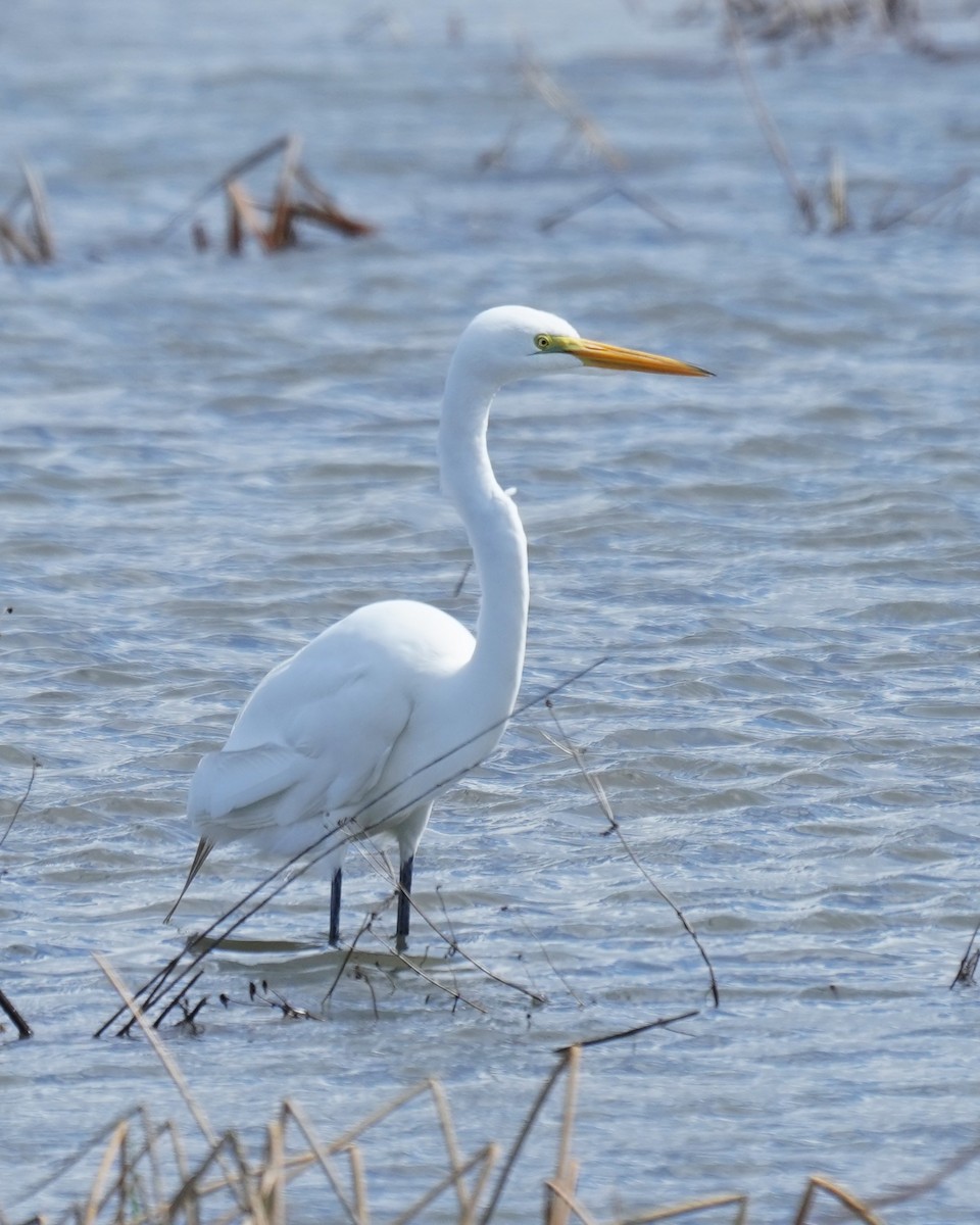 Great Egret - ML549473191