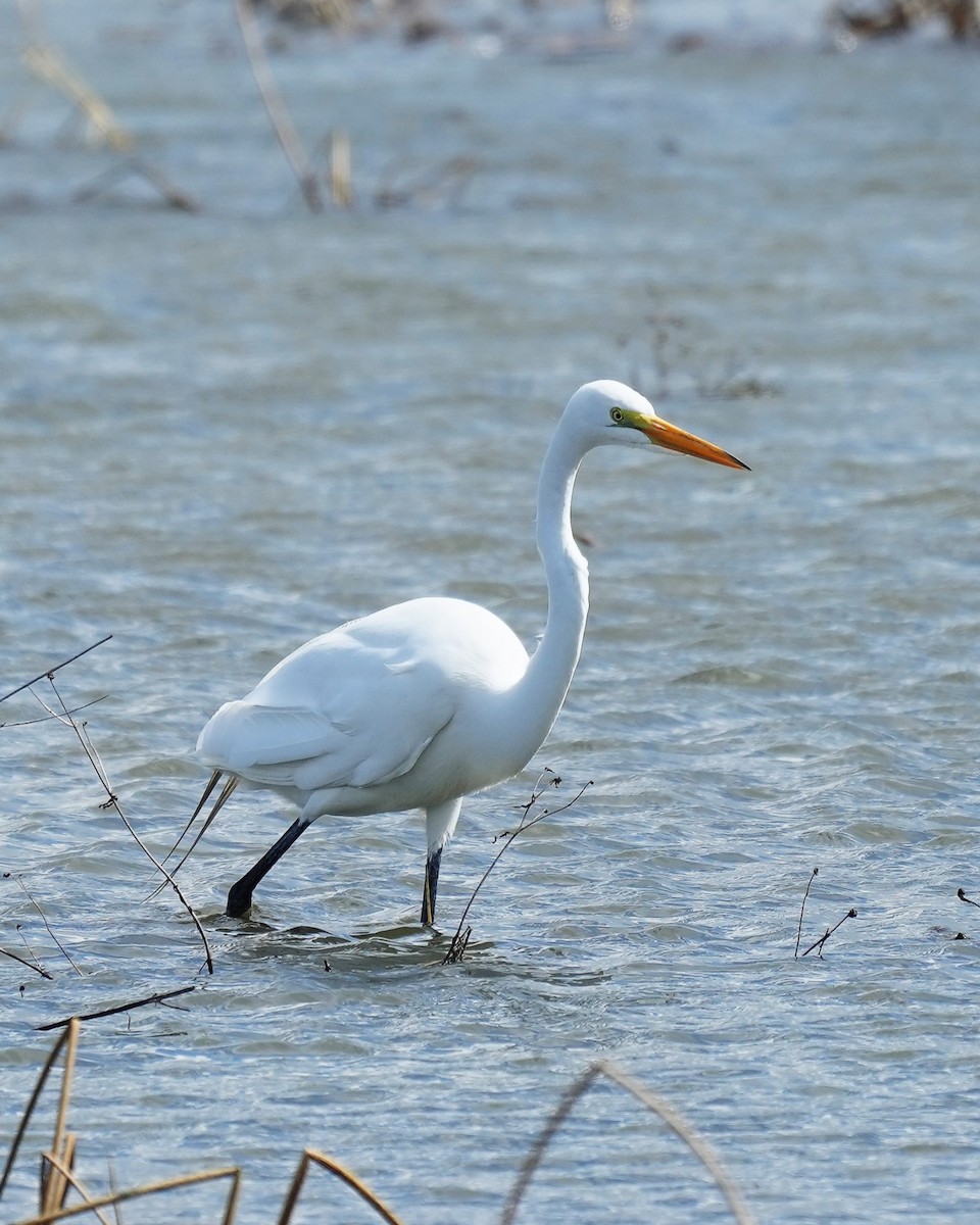 Great Egret - ML549473241