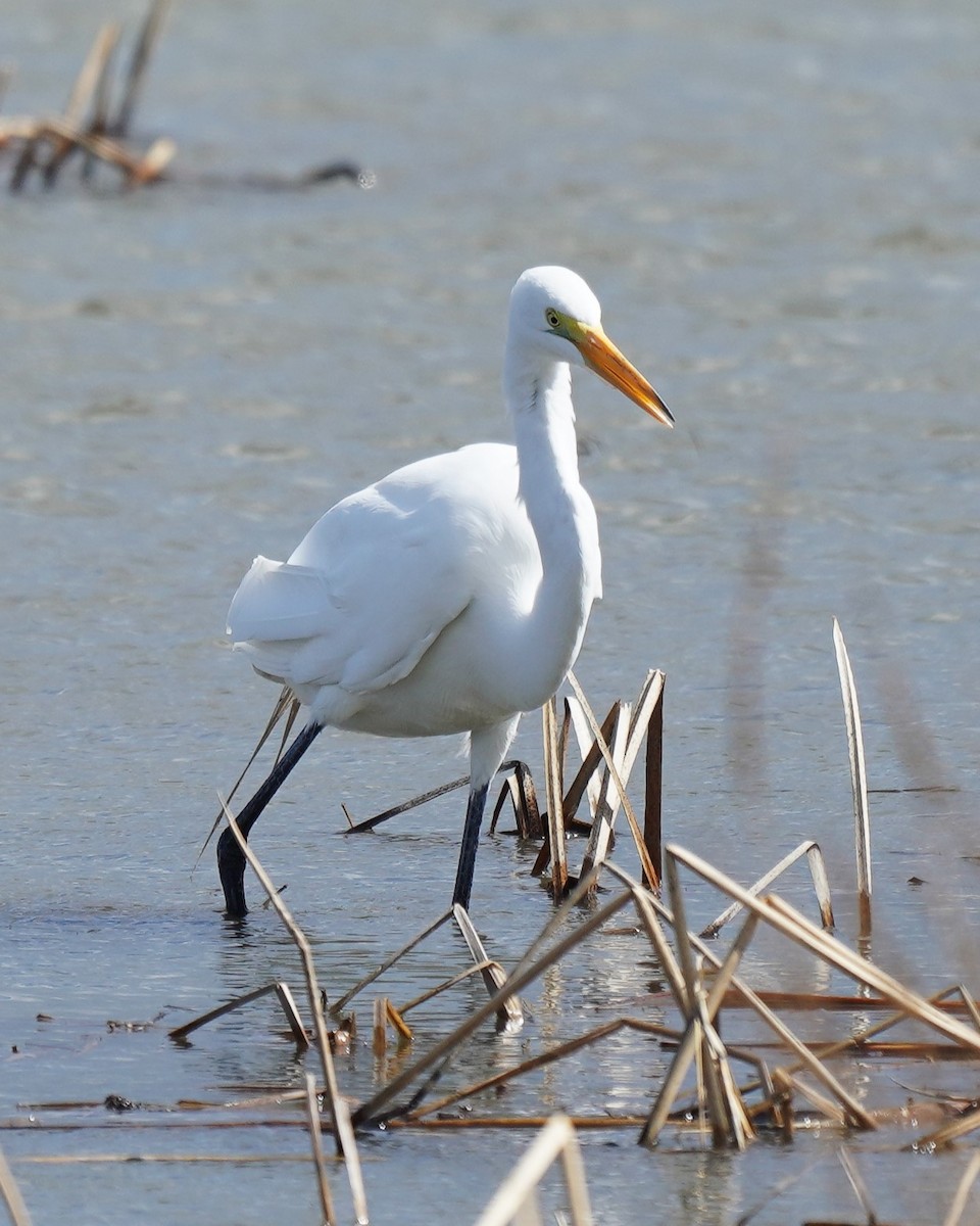 Great Egret - Michael Gordon