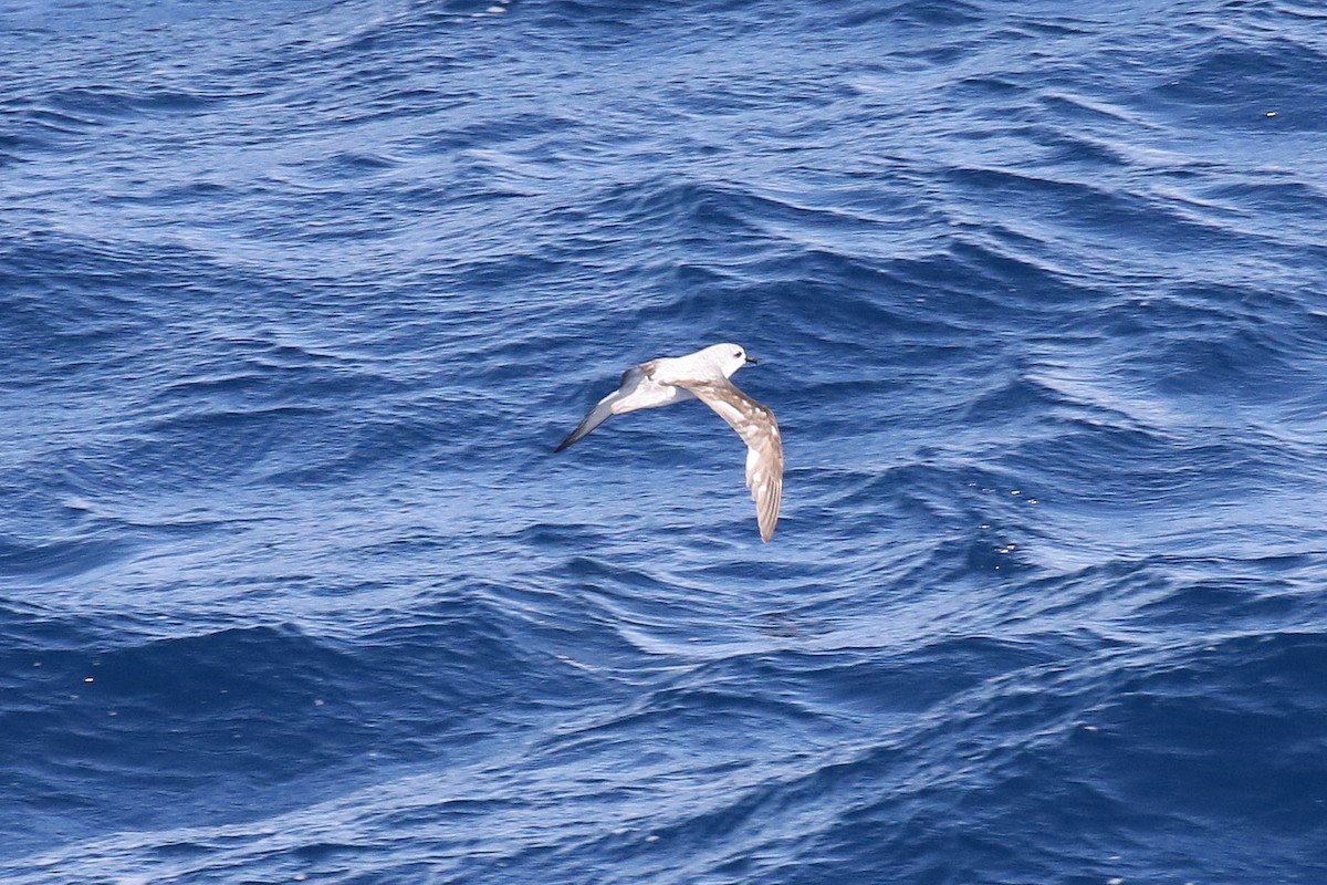 Cook's Petrel - ML54947371