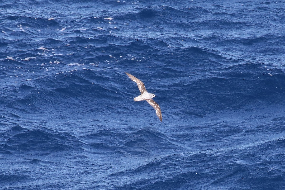 Cook's Petrel - ML54947381