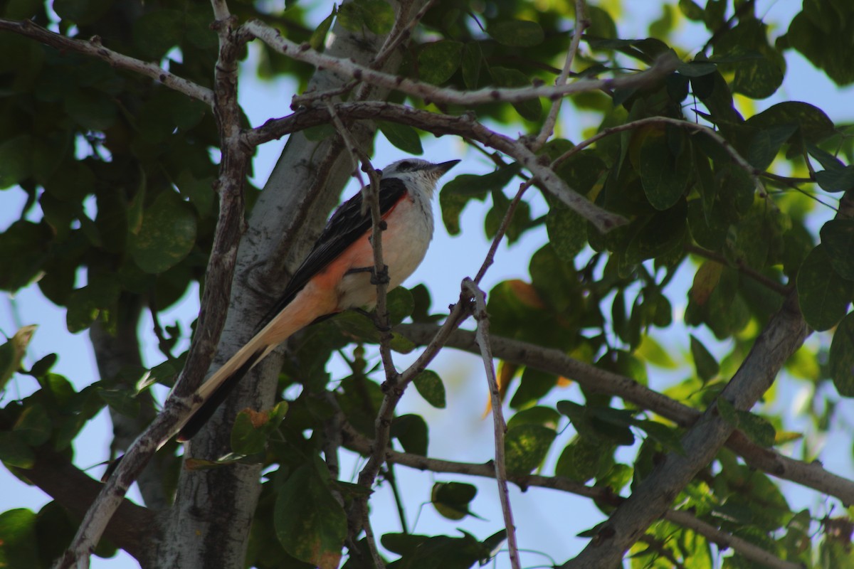 Scissor-tailed Flycatcher - ML549474511