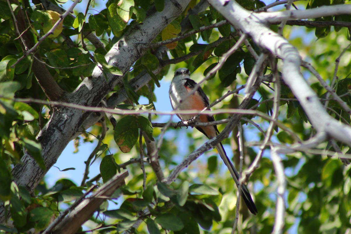 Scissor-tailed Flycatcher - ML549474521