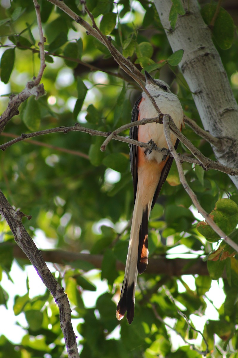 Scissor-tailed Flycatcher - ML549474761