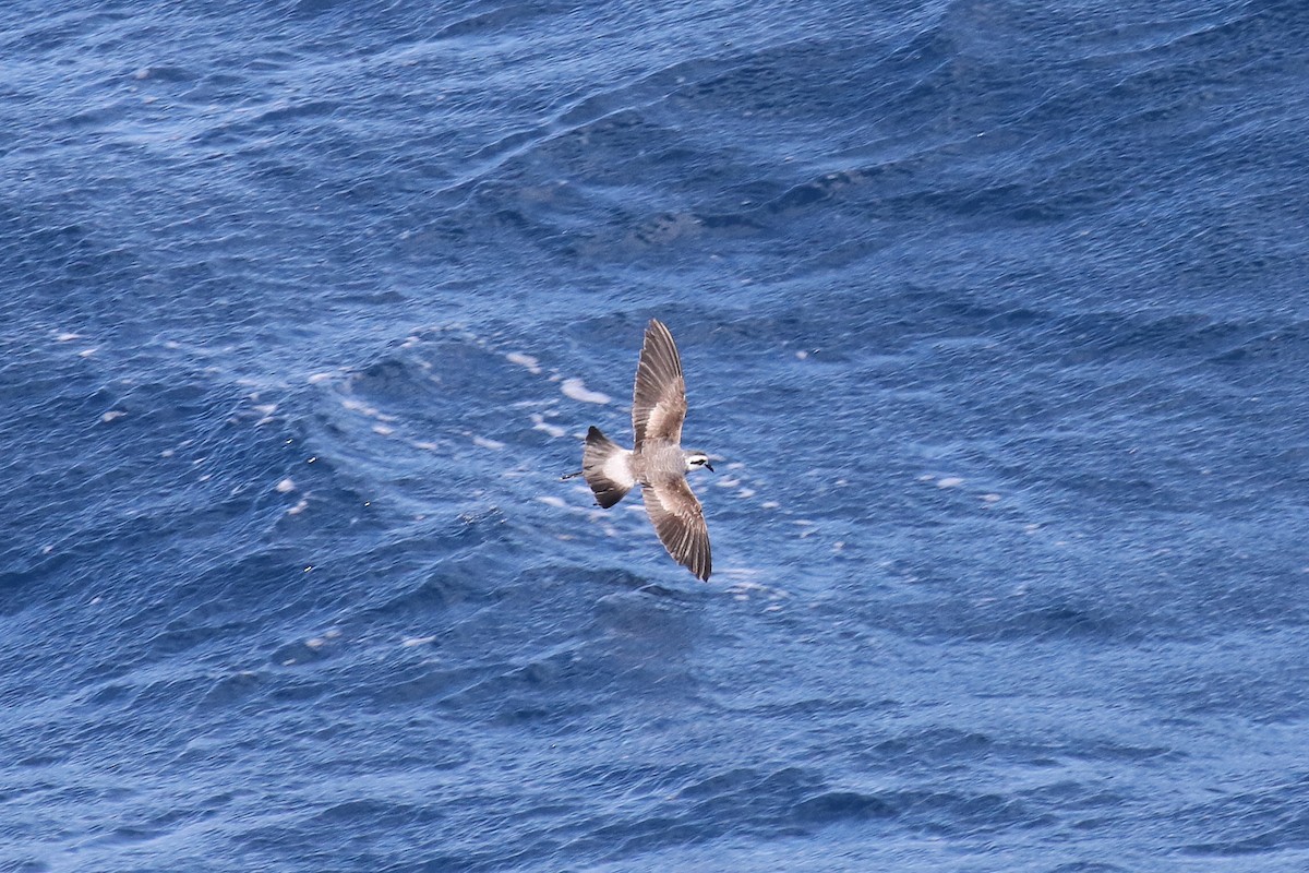 White-faced Storm-Petrel - ML54947491