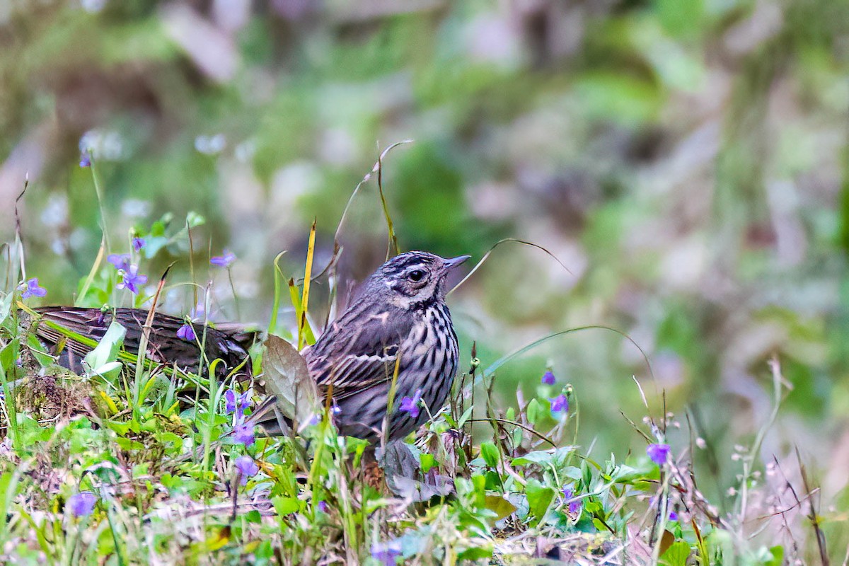 Pipit à dos olive - ML549474911