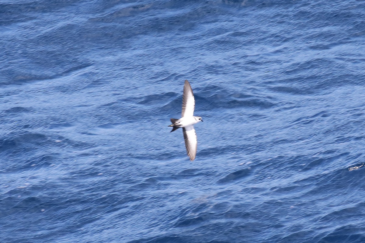 White-faced Storm-Petrel - ML54947501