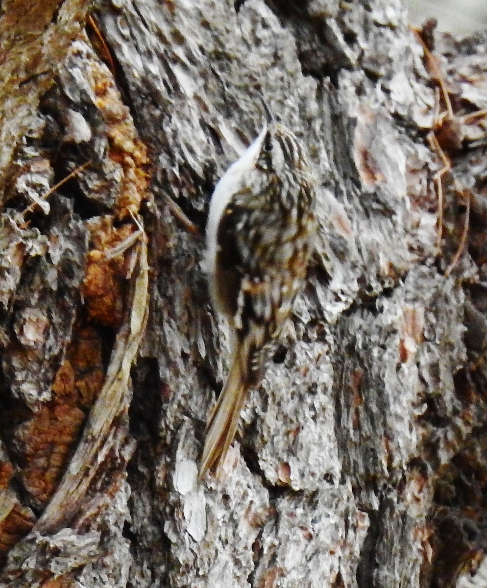 Brown Creeper - ML54947661