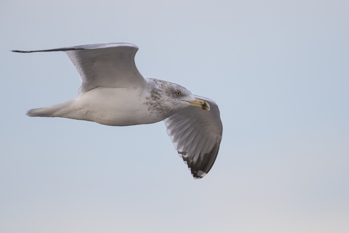 Herring Gull (American) - Michael Stubblefield