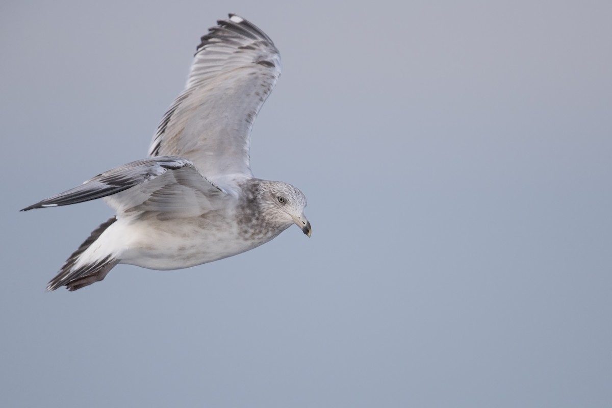 Gaviota Argéntea (americana) - ML549476961