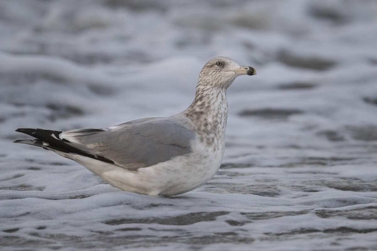 Herring Gull (American) - Michael Stubblefield