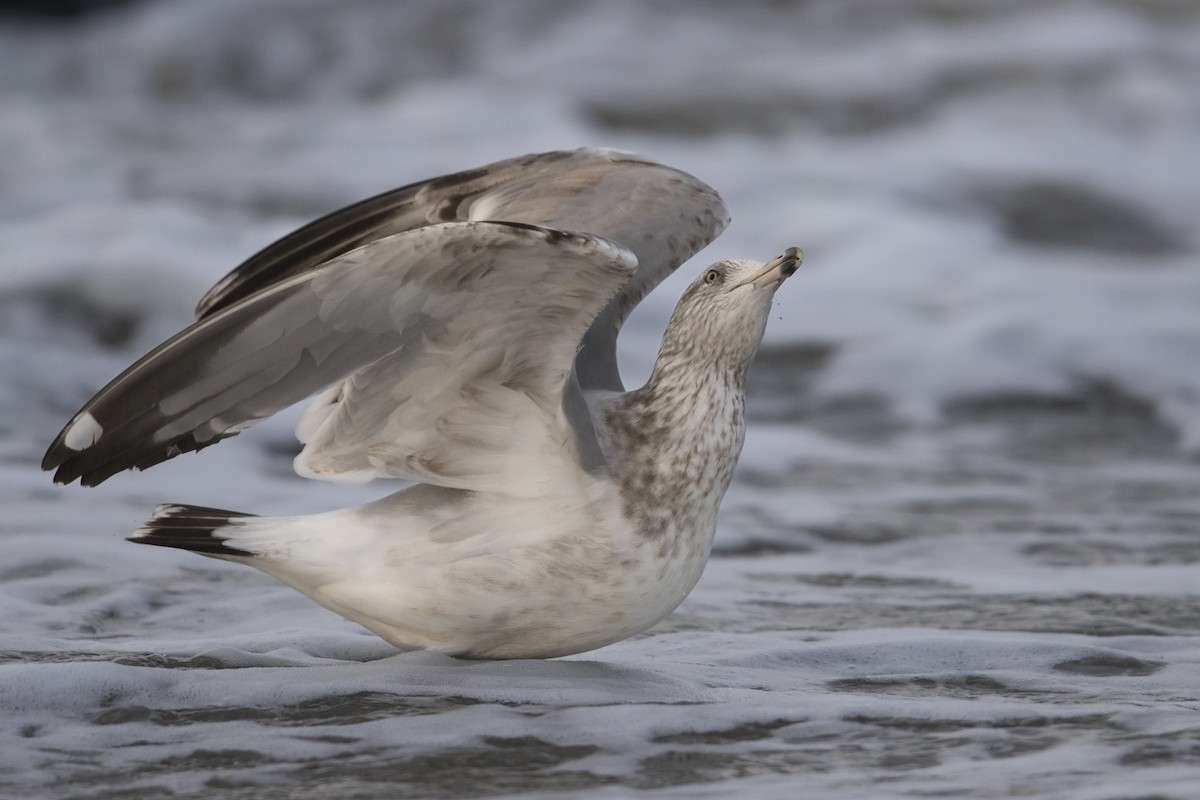 Herring Gull (American) - Michael Stubblefield