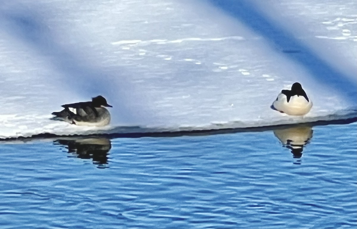 Common Merganser - ML549477631