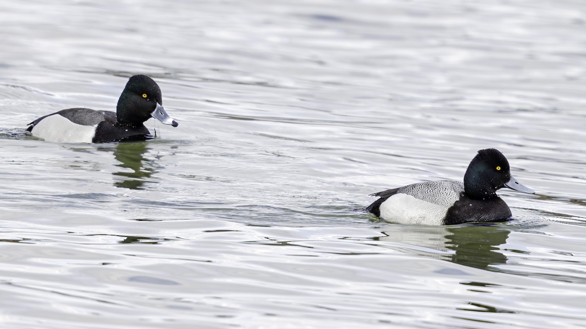 Ring-necked Duck x Greater Scaup (hybrid) - ML549477961