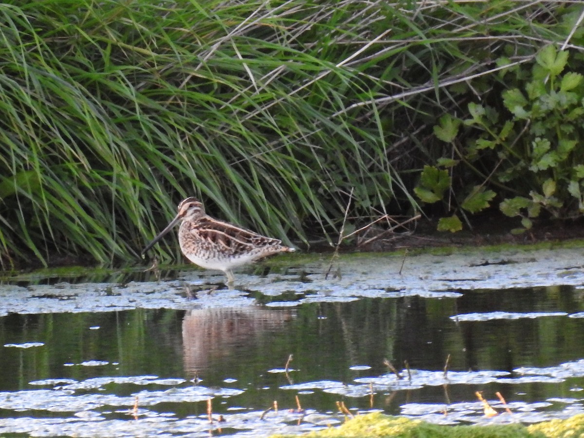 Common Snipe - ML549478121