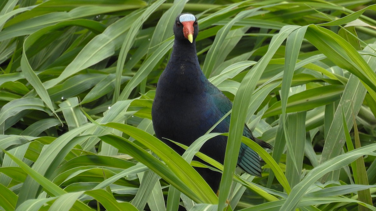 Purple Gallinule - ML549479041