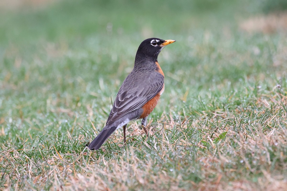 American Robin - ML549479441