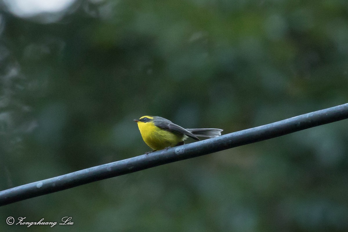 Yellow-bellied Fairy-Fantail - ML549479871