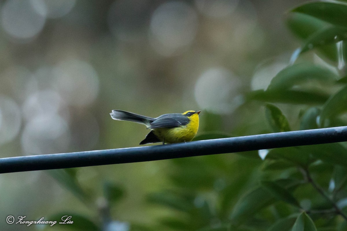 Yellow-bellied Fairy-Fantail - ML549479881