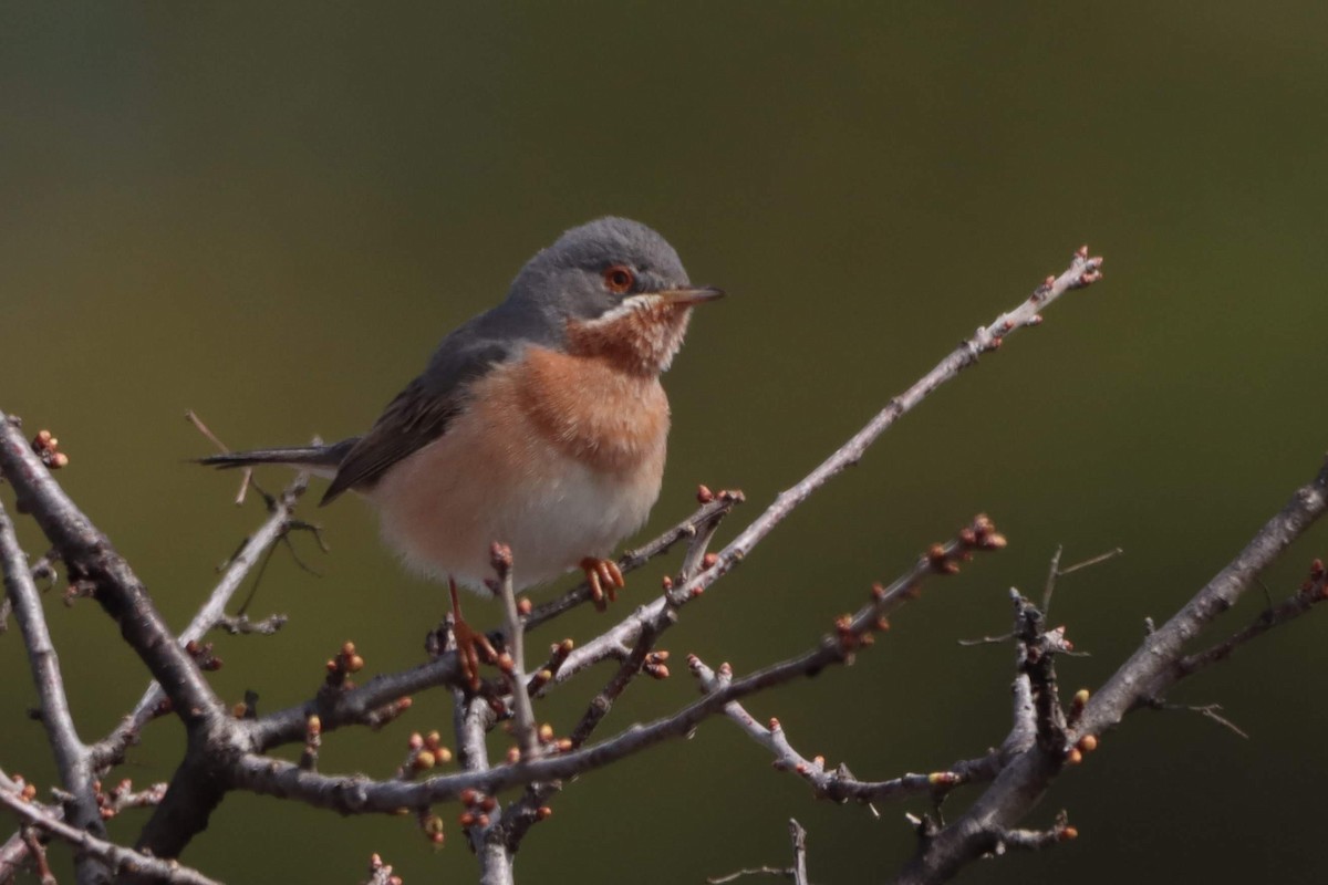 Western/Eastern Subalpine Warbler - Joseph Rowsome