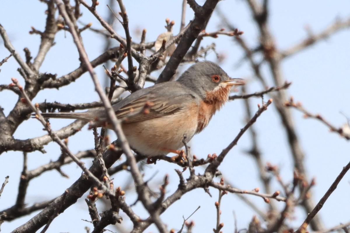 Western/Eastern Subalpine Warbler - Joseph Rowsome