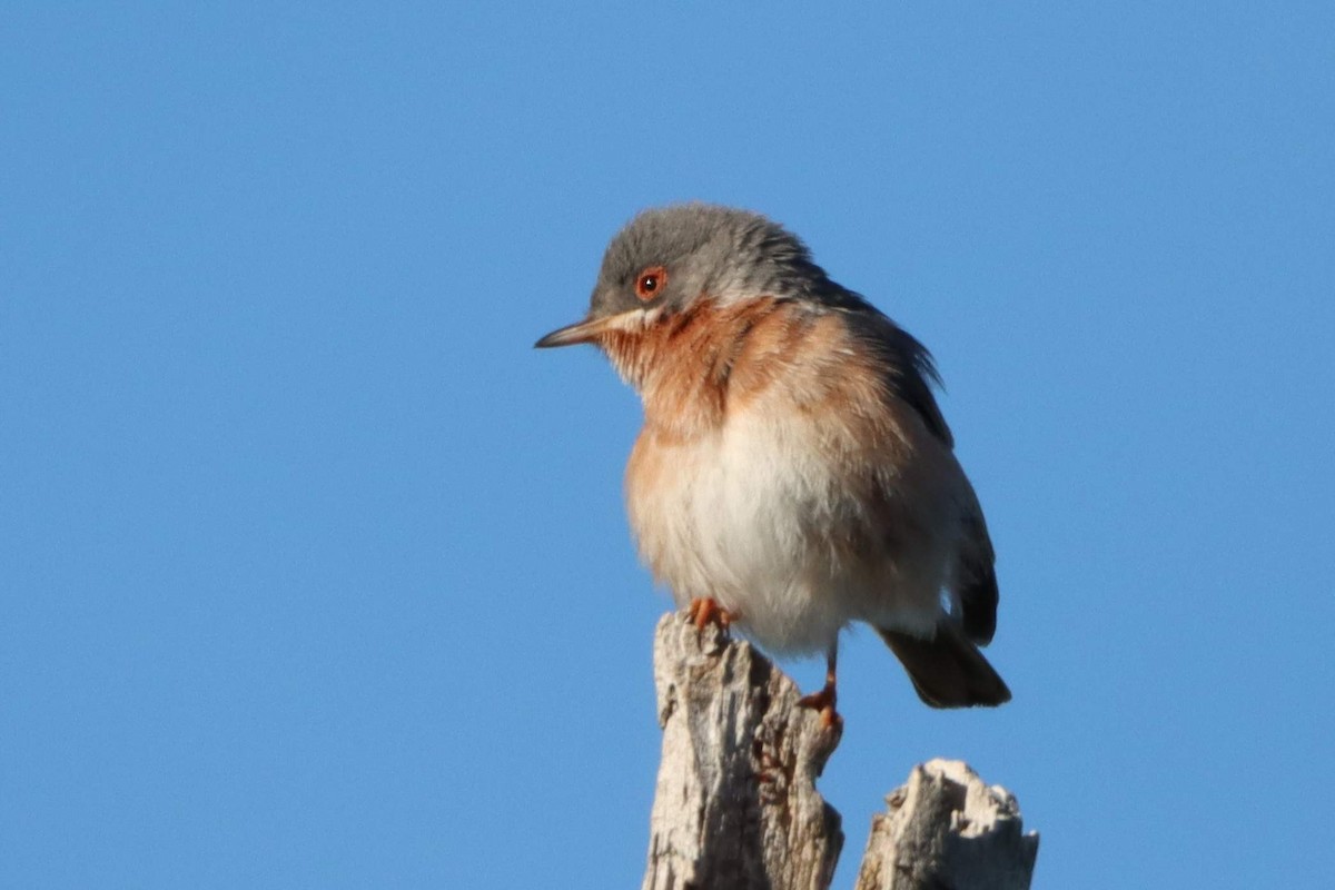 Txinbo papargorrizta iberiarra/mediterraneoa - ML549480481