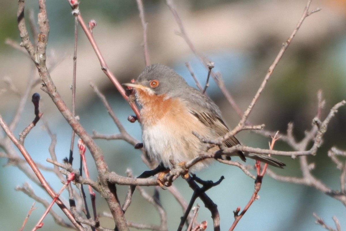 Western/Eastern Subalpine Warbler - ML549480501