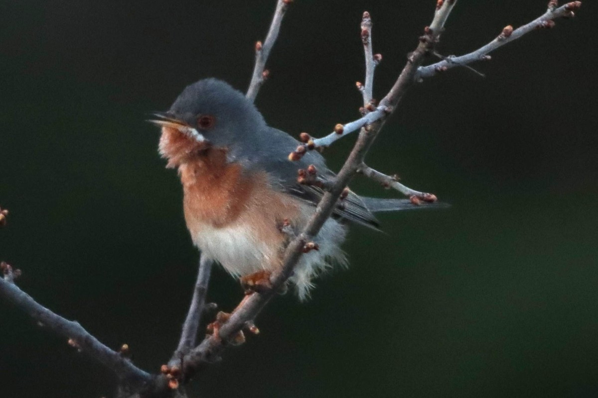 Western/Eastern Subalpine Warbler - Joseph Rowsome