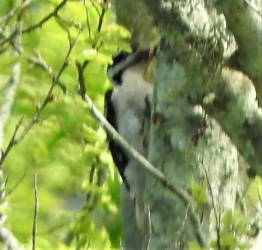 Hairy Woodpecker - ML549480611