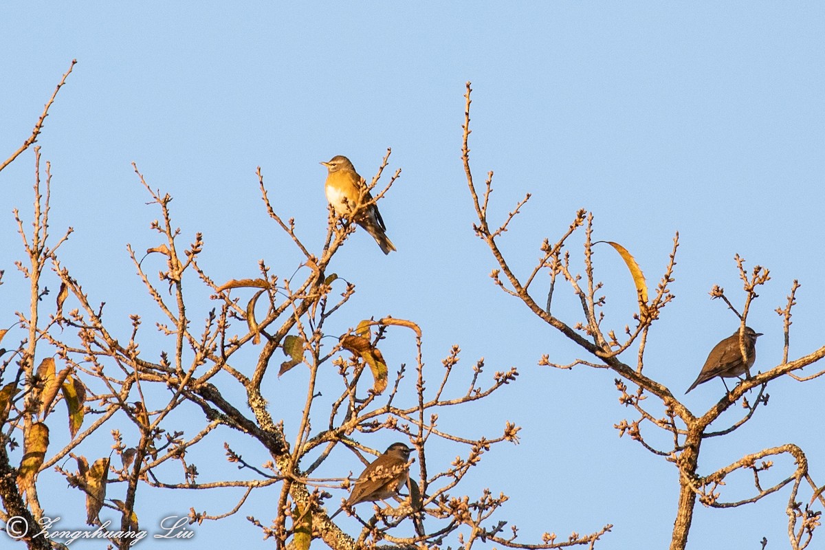 Eyebrowed Thrush - ML549481291