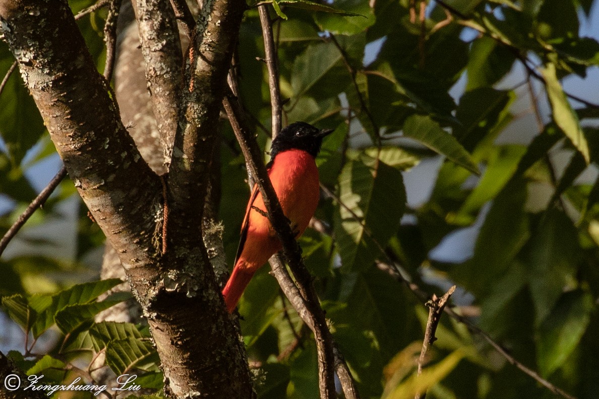 Scarlet Minivet - ML549482981