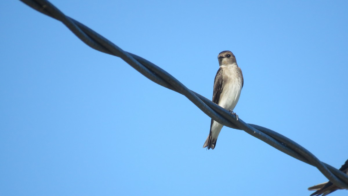 Northern Rough-winged Swallow - ML549483391