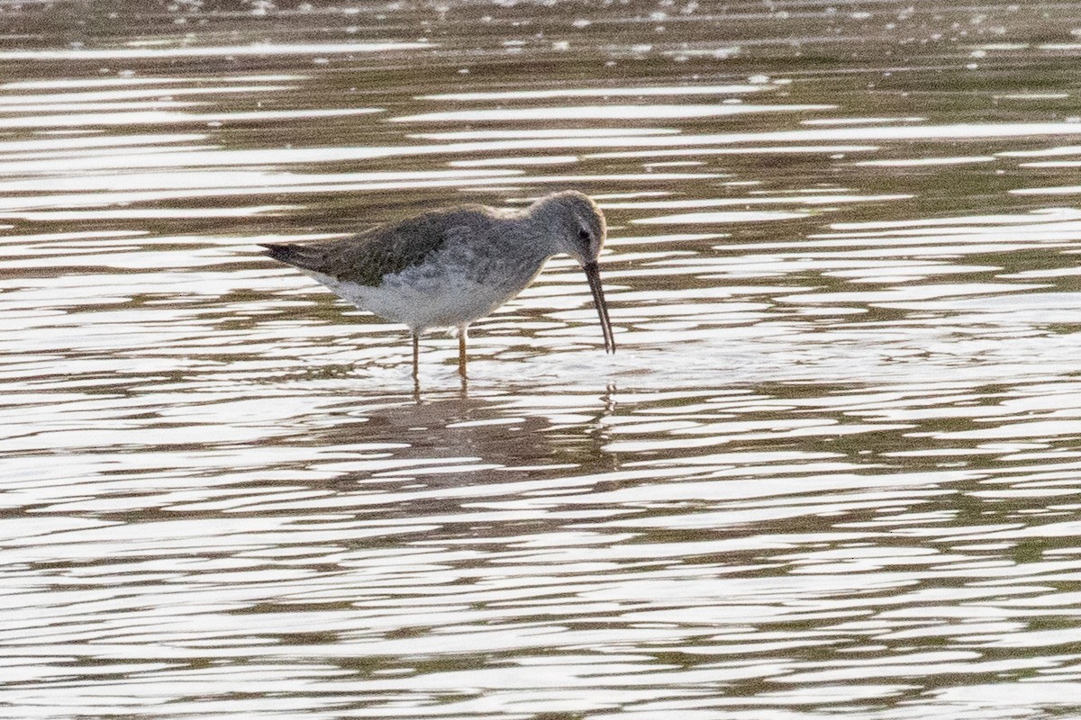 Stilt Sandpiper - ML549484661