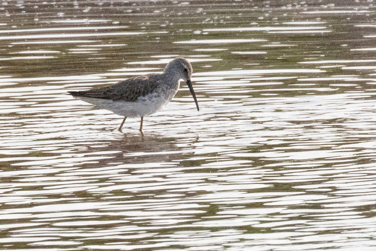 Stilt Sandpiper - ML549484731