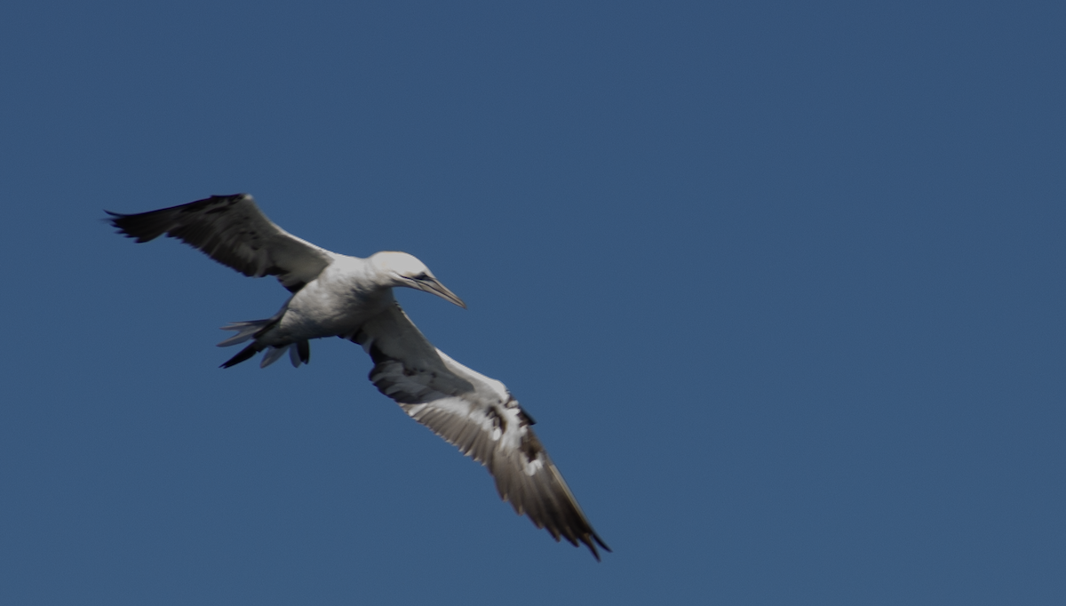 Northern Gannet - ML549484791