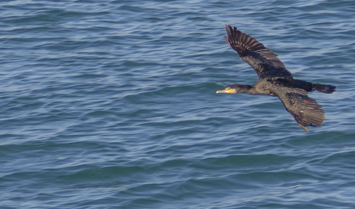 Great Cormorant - Yuhang mañé rodriguez