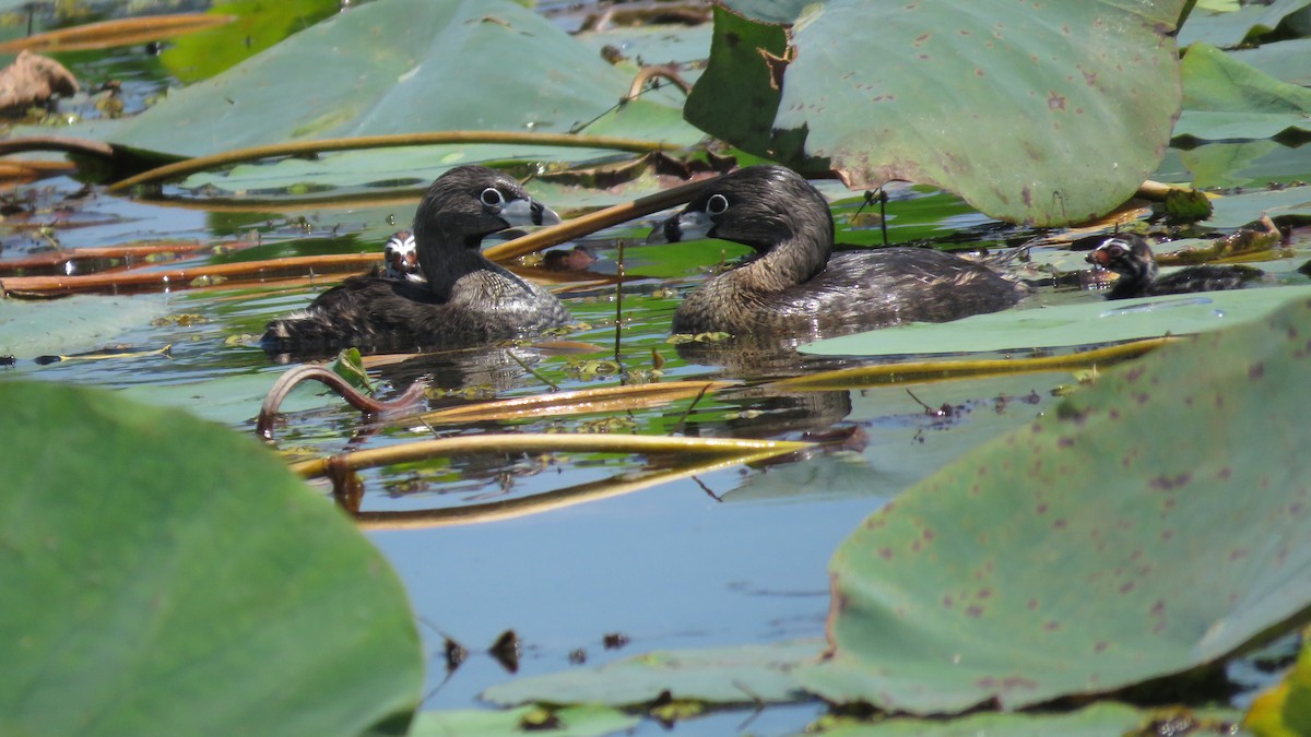 Pied-billed Grebe - ML549484871