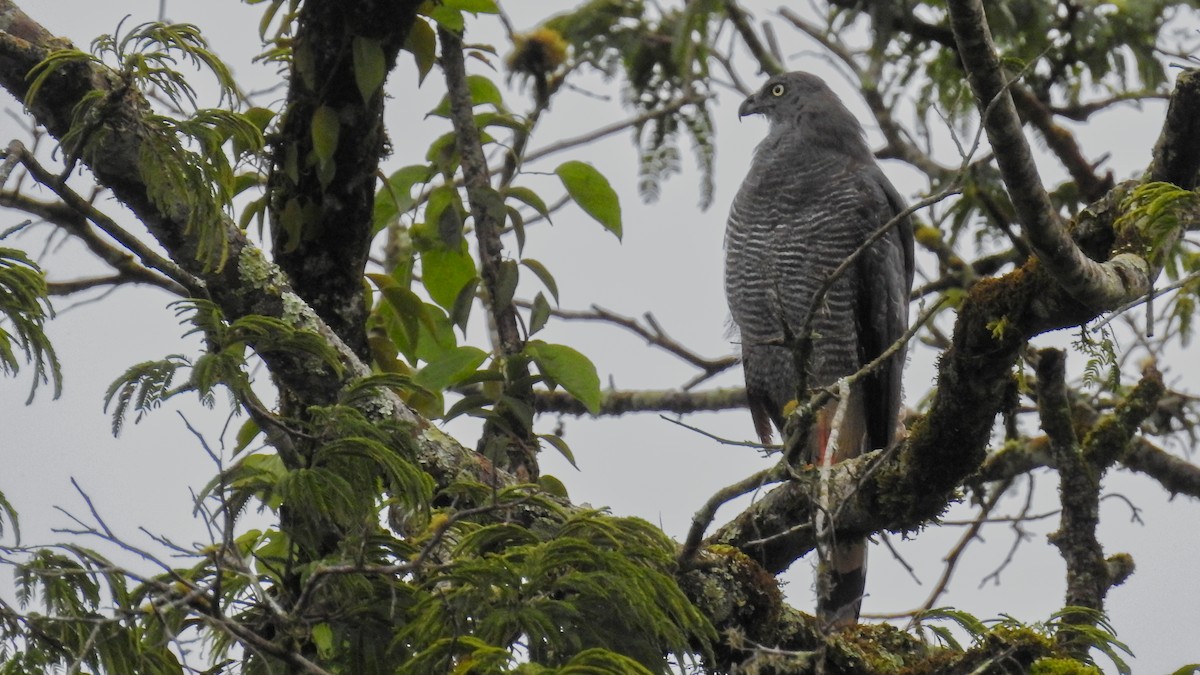 Crane Hawk - ML549485261