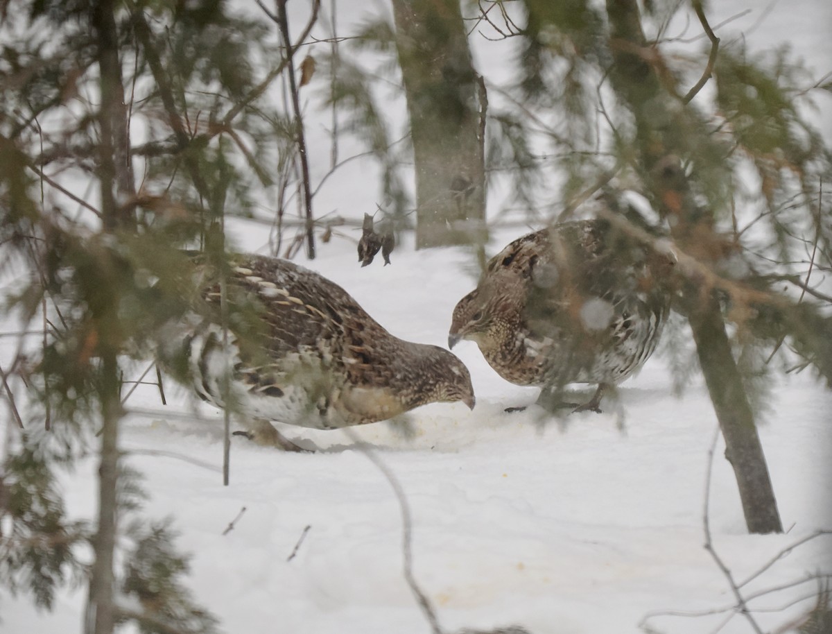 Ruffed Grouse - ML549485291