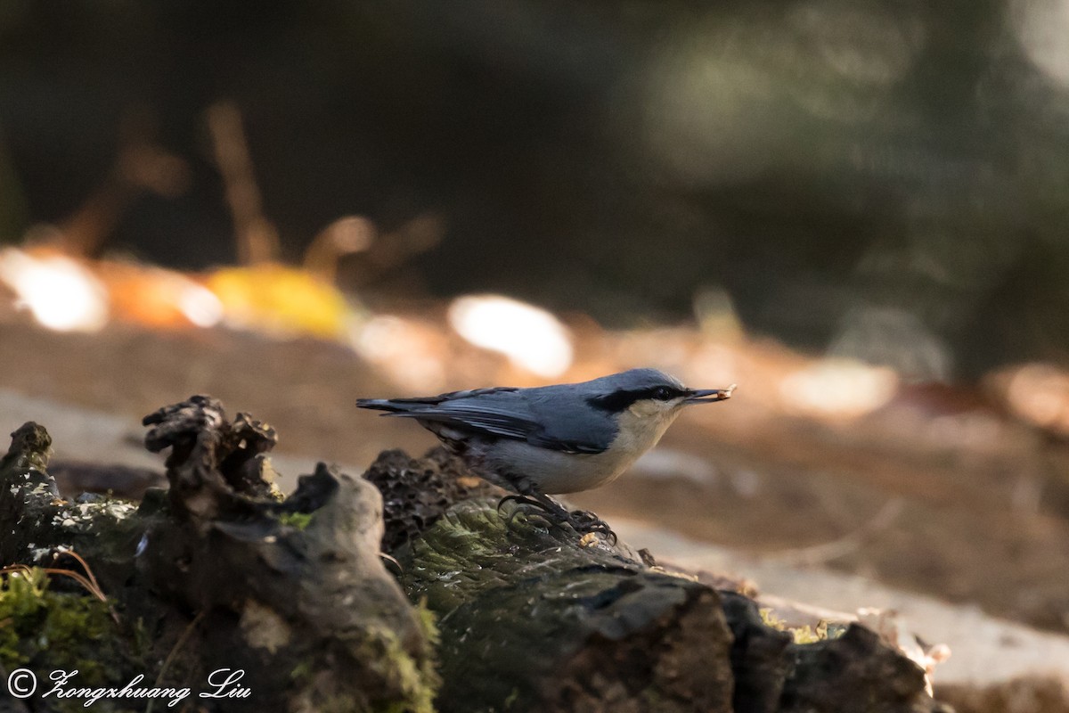 Chestnut-vented Nuthatch - ML549485301