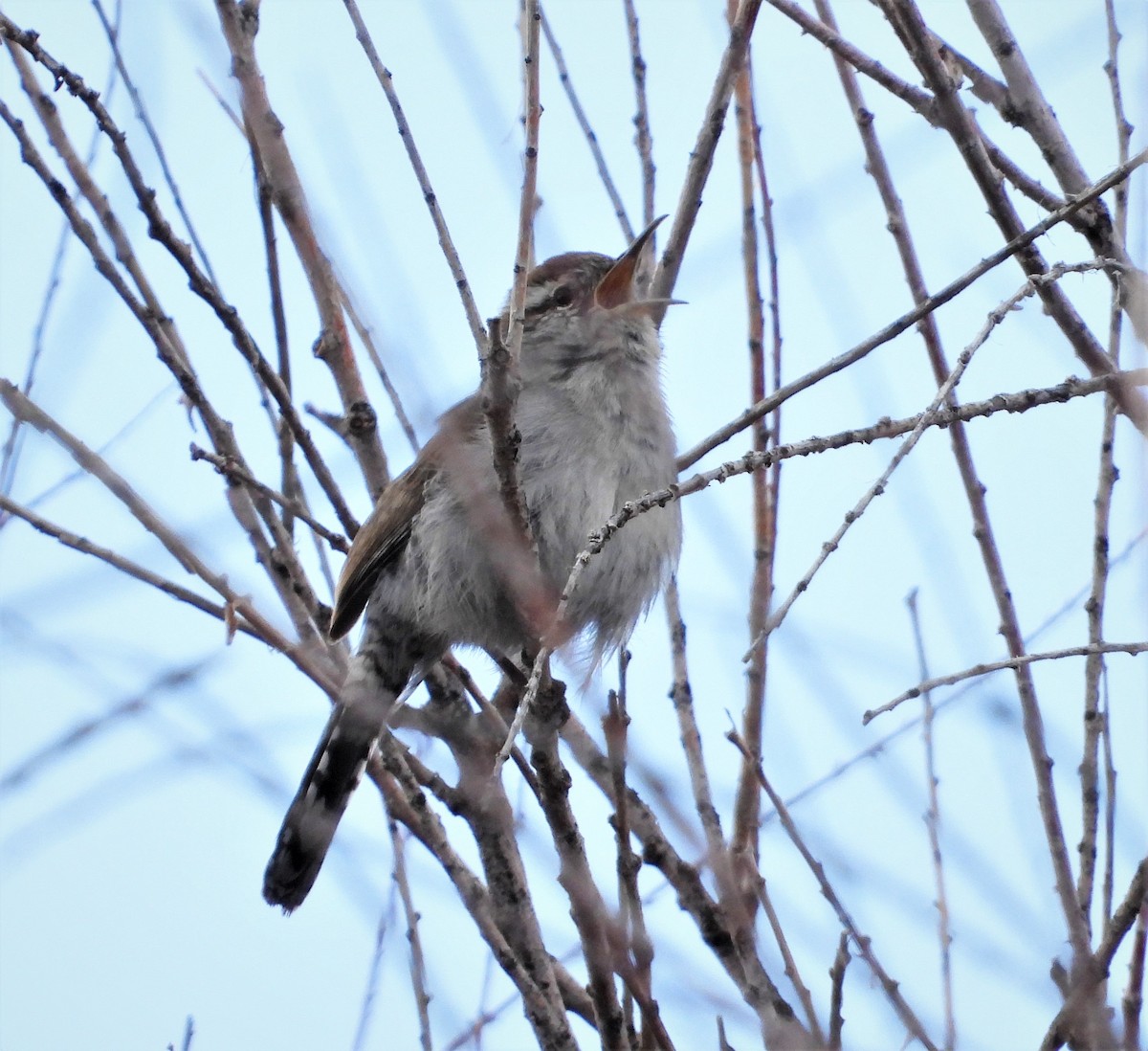 Bewick's Wren - ML549486011