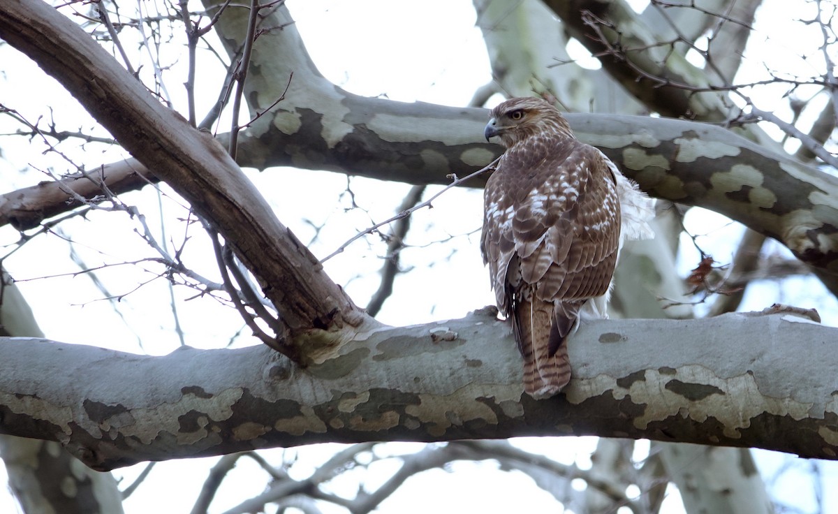 Red-tailed Hawk - ML549486111