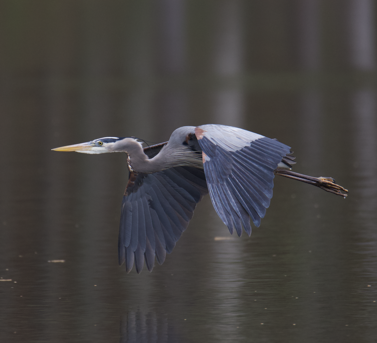 Great Blue Heron - ML549487371