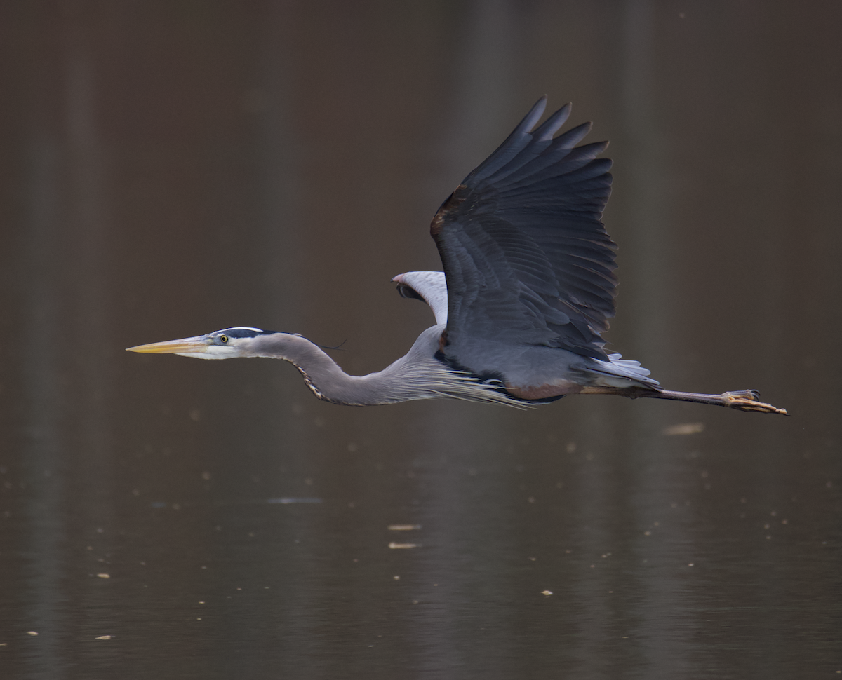 Great Blue Heron - ML549487381