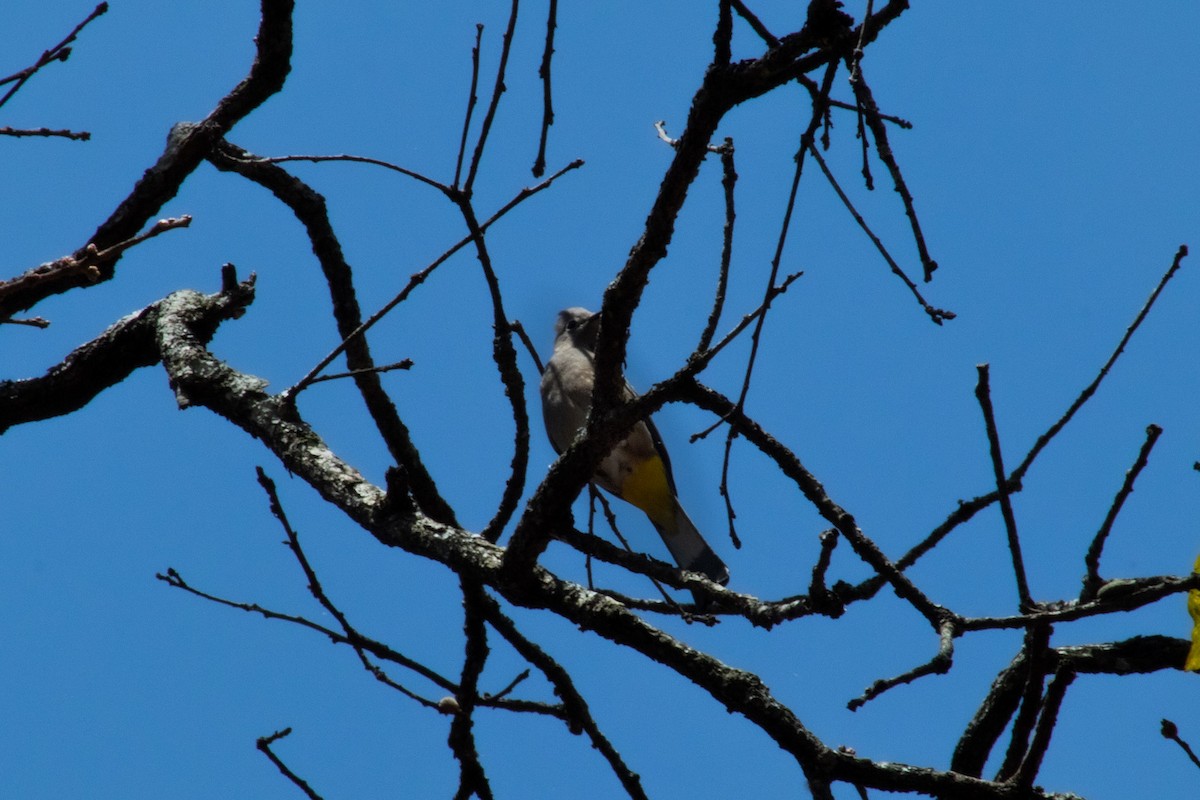 Gray Silky-flycatcher - derick ortiz