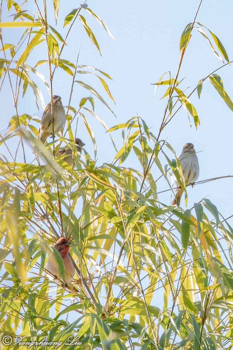 Common Rosefinch - ML549487781