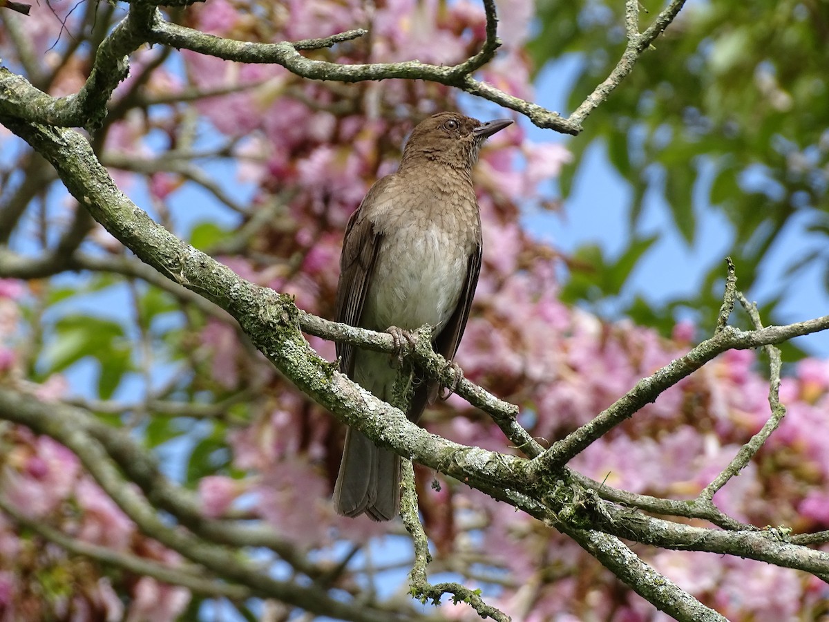 Black-billed Thrush - Bernardo José Jiménez Mejía