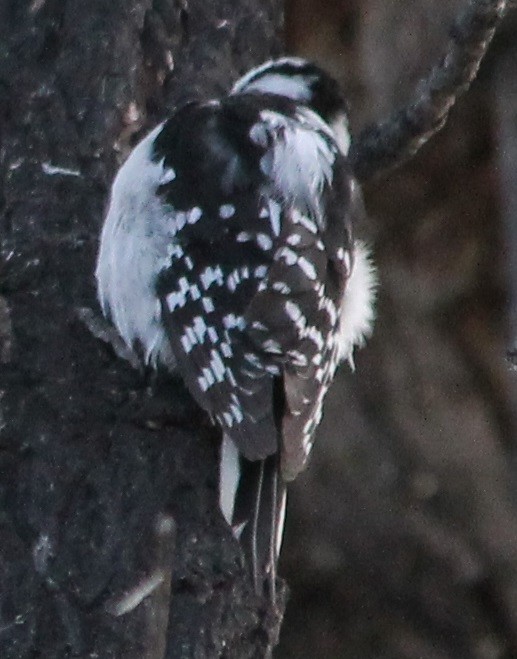 Downy Woodpecker - ML54948861